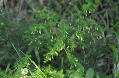 Asparagus tenuifolius