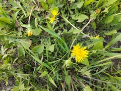 Taraxacum officinale