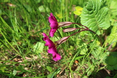 Primula × pruhonicensis