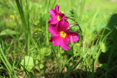 Primula × pruhonicensis