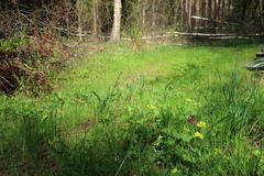 Primula × pruhonicensis