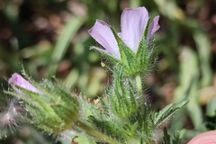 Malva setigera