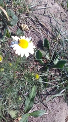 Tripleurospermum inodorum