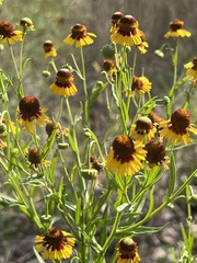Helenium microcephalum
