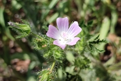 Malva setigera