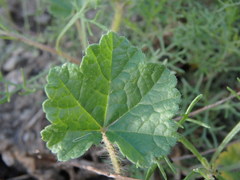 Malva setigera