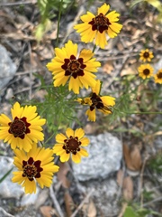 Helenium microcephalum