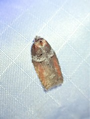 Acleris celiana