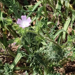 Malva setigera