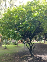 Sparrmannia africana