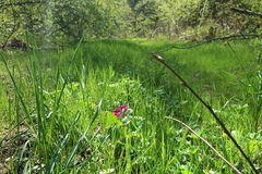 Primula × pruhonicensis