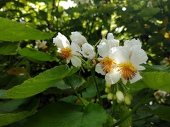 Sparrmannia africana