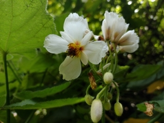 Sparrmannia africana