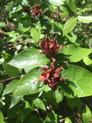Calycanthus