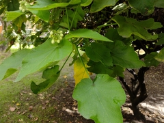 Sparrmannia africana