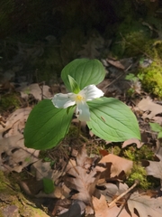 Callipetalon