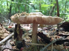 Fungi
