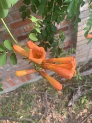 Campsis radicans