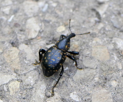 Liparus germanus