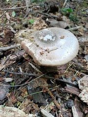 Fungi