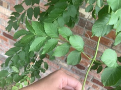Campsis radicans