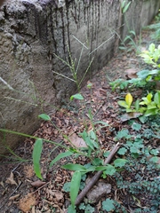 Digitaria velutina