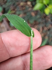 Digitaria velutina