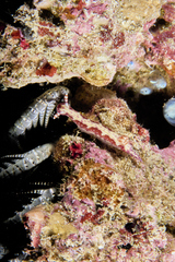 Hypselodoris decorata