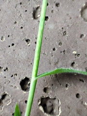 Digitaria velutina