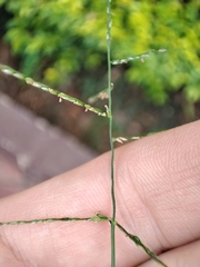 Digitaria velutina