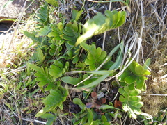 Polypodium scouleri image