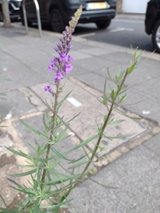 Linaria purpurea