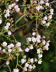 Limonium cossonianum