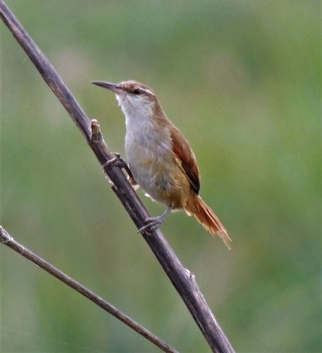 Straight-billed Reedhaunter (Limnoctites rectirostris), photo 10
