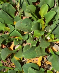 Limonium cossonianum