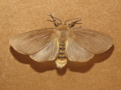 Paracles phaeocera