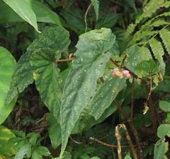 Begonia lukuana