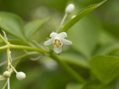 Staphylea bumalda