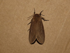 Paracles phaeocera