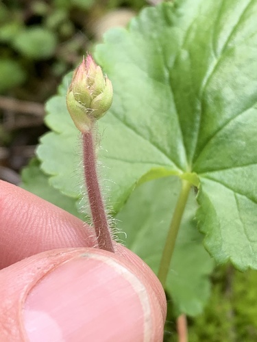 Purpurglöckchen (Heuchera): Herkunft und Verwendung — Foto 1