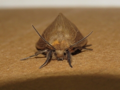 Paracles phaeocera