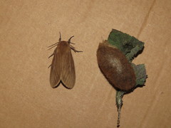 Paracles phaeocera