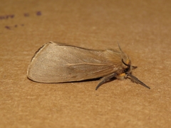Paracles phaeocera