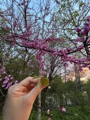 Cercis canadensis