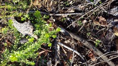 Psoralea bracteolata