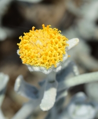 Achillea maritima