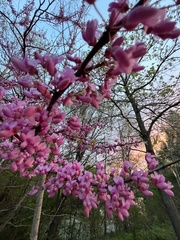 Cercis canadensis