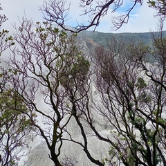 Vaccinium varingiifolium