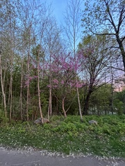 Cercis canadensis
