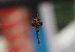Thelacantha brevispina
